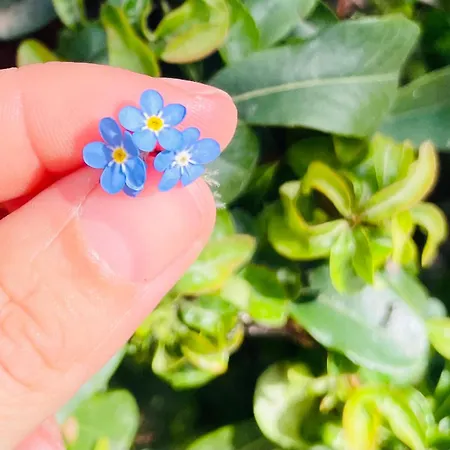 La Maison - Il Riparo Del Cervo * Бардонеккия