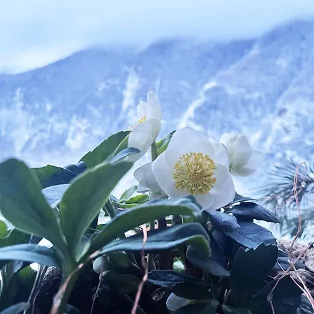 Lägenhet La Maison - Il Riparo Del Cervo *